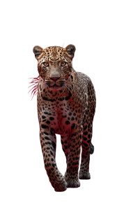 Leopard In Studio V2 Vinyl Car Decal Sticker – Waterproof & UV-Resistant 8"