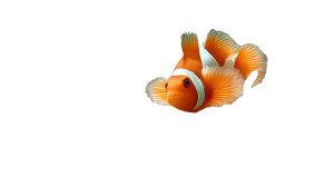 Clownfish Symbiosis Vinyl Car Decal Sticker – Waterproof & UV-Resistant 8"