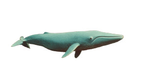 Blue Whale Retro Vinyl Car Decal Sticker – Waterproof & UV-Resistant 8"