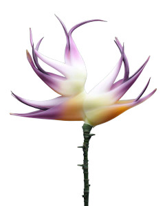 Exotic Flower Vinyl Car Decal Sticker – Waterproof & UV-Resistant 8" Exotic Flower Vinyl Car Decal Sticker – Waterproof & UV-Resistant 8"