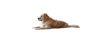 Beige Dog Resting Vinyl Car Decal Sticker – Waterproof & UV-Resistant 8"