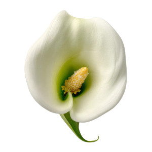 Calla Lily Topview V2 Vinyl Car Decal Sticker – Waterproof & UV-Resistant 8"