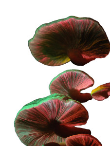 Bioluminescent Fungi Vinyl Car Decal Sticker – Waterproof & UV-Resistant 8"