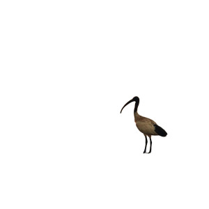 Sunset Ibis Vinyl Car Decal Sticker – Waterproof & UV-Resistant 8" Sunset Ibis Vinyl Car Decal Sticker – Waterproof & UV-Resistant 8"