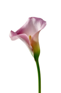 Pink Calla Lily Vinyl Car Decal Sticker – Waterproof & UV-Resistant 8"
