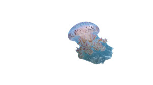 Baby Jellyfish Play Vinyl Car Decal Sticker – Waterproof & UV-Resistant 8" Baby Jellyfish Play Vinyl Car Decal Sticker – Waterproof & UV-Resistant 8"
