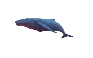 Futuristic Whale Sunrise V2 Vinyl Car Decal Sticker – Waterproof & UV-Resistant 8" Futuristic Whale Sunrise V2 Vinyl Car Decal Sticker – Waterproof & UV-Resistant 8"