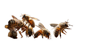 Bees In Harmony Vinyl Car Decal Sticker – Waterproof & UV-Resistant 8" Bees In Harmony Vinyl Car Decal Sticker – Waterproof & UV-Resistant 8"