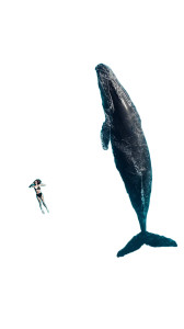 Diver And Whale Vinyl Car Decal Sticker – Waterproof & UV-Resistant 8"