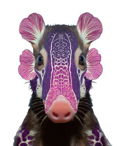 Safari Platypus Lion V4 Vinyl Car Decal Sticker – Waterproof & UV-Resistant 8"