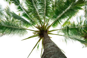 Coconut Tree Vinyl Car Decal Sticker – Waterproof & UV-Resistant 8" Coconut Tree Vinyl Car Decal Sticker – Waterproof & UV-Resistant 8"