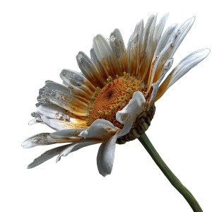 Close-Up Daisy Vinyl Car Decal Sticker – Waterproof & UV-Resistant 8" Close-Up Daisy Vinyl Car Decal Sticker – Waterproof & UV-Resistant 8"