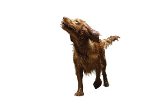 Muddy Dog Shaking Vinyl Car Decal Sticker – Waterproof & UV-Resistant 8"