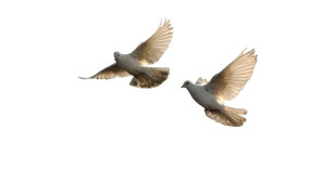 White Doves Flight Vinyl Car Decal Sticker – Waterproof & UV-Resistant 8" White Doves Flight Vinyl Car Decal Sticker – Waterproof & UV-Resistant 8"