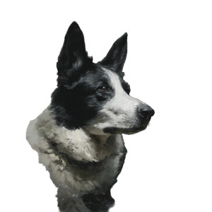 Dog V22 Vinyl Car Decal Sticker – Waterproof & UV-Resistant 8" Dog V22 Vinyl Car Decal Sticker – Waterproof & UV-Resistant 8"