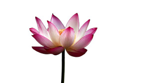 Lotus Vinyl Car Decal Sticker – Waterproof & UV-Resistant 8" Lotus Vinyl Car Decal Sticker – Waterproof & UV-Resistant 8"