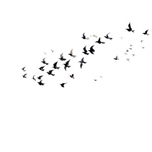 Flock Of Starlings Vinyl Car Decal Sticker – Waterproof & UV-Resistant 8"