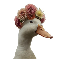 Ducks With Flower Crowns V2 Vinyl Car Decal Sticker – Waterproof & UV-Resistant 8" Ducks With Flower Crowns V2 Vinyl Car Decal Sticker – Waterproof & UV-Resistant 8"