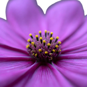 Purple Cosmo Flower Vinyl Car Decal Sticker – Waterproof & UV-Resistant 8" Purple Cosmo Flower Vinyl Car Decal Sticker – Waterproof & UV-Resistant 8"