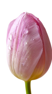 Pink Tulip Bud V2 Vinyl Car Decal Sticker – Waterproof & UV-Resistant 8" Pink Tulip Bud V2 Vinyl Car Decal Sticker – Waterproof & UV-Resistant 8"