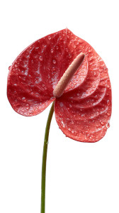 Vibrant Anthurium Flower Vinyl Car Decal Sticker – Waterproof & UV-Resistant 8" Vibrant Anthurium Flower Vinyl Car Decal Sticker – Waterproof & UV-Resistant 8"