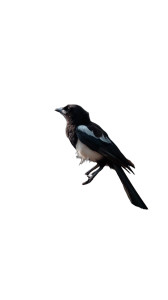 Magpie On Branch Vinyl Car Decal Sticker – Waterproof & UV-Resistant 8" Magpie On Branch Vinyl Car Decal Sticker – Waterproof & UV-Resistant 8"
