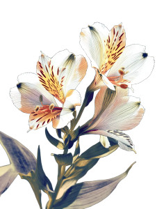 Alstroemeria Aurea Flower Vinyl Car Decal Sticker – Waterproof & UV-Resistant 8"