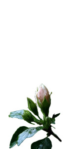 Flowers In Bud Vinyl Car Decal Sticker – Waterproof & UV-Resistant 8" Flowers In Bud Vinyl Car Decal Sticker – Waterproof & UV-Resistant 8"