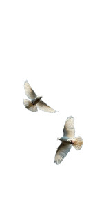 White Birds Flying Vinyl Car Decal Sticker – Waterproof & UV-Resistant 8" White Birds Flying Vinyl Car Decal Sticker – Waterproof & UV-Resistant 8"