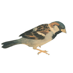 Sparrow Singing Vinyl Car Decal Sticker – Waterproof & UV-Resistant 8"