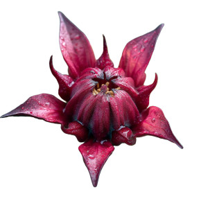 Roselle Plant Vinyl Car Decal Sticker – Waterproof & UV-Resistant 8"