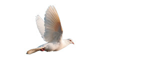 White Dove Flying V4 Vinyl Car Decal Sticker – Waterproof & UV-Resistant 8" White Dove Flying V4 Vinyl Car Decal Sticker – Waterproof & UV-Resistant 8"