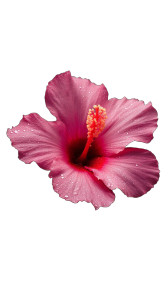 Korean Pink Hibiscus Vinyl Car Decal Sticker – Waterproof & UV-Resistant 8"