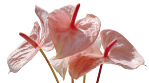 Pink Anthurium Vinyl Car Decal Sticker – Waterproof & UV-Resistant 8"