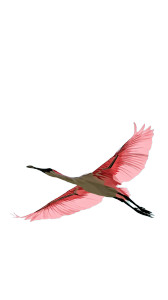 Geometric Spoonbill Vinyl Car Decal Sticker – Waterproof & UV-Resistant 8"