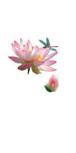 Lotus And Dragonfly Vinyl Car Decal Sticker – Waterproof & UV-Resistant 8" Lotus And Dragonfly Vinyl Car Decal Sticker – Waterproof & UV-Resistant 8"