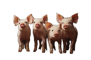 Curious Piglets Painting Vinyl Car Decal Sticker – Waterproof & UV-Resistant 8"