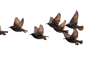 Murmuration At Dusk Vinyl Car Decal Sticker – Waterproof & UV-Resistant 8" Murmuration At Dusk Vinyl Car Decal Sticker – Waterproof & UV-Resistant 8"