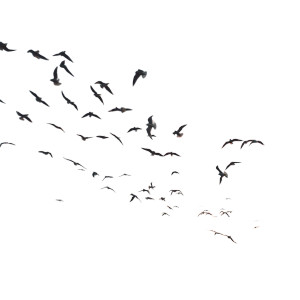Flock Of Seabirds Vinyl Car Decal Sticker – Waterproof & UV-Resistant 8"