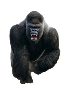Menacing Silverback Gorilla Vinyl Car Decal Sticker – Waterproof & UV-Resistant 8"