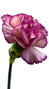 Pink Carnation Bloom Vinyl Car Decal Sticker – Waterproof & UV-Resistant 8" Pink Carnation Bloom Vinyl Car Decal Sticker – Waterproof & UV-Resistant 8"