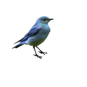 Mountain Bluebird Perched Vinyl Car Decal Sticker – Waterproof & UV-Resistant 8"