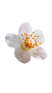 Orange Blossom Vinyl Car Decal Sticker – Waterproof & UV-Resistant 8"