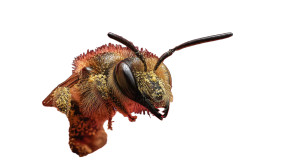 Golden Pollen Bee Vinyl Car Decal Sticker – Waterproof & UV-Resistant 8"