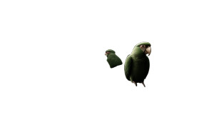 Tropical Jungle Parrots Vinyl Car Decal Sticker – Waterproof & UV-Resistant 8" Tropical Jungle Parrots Vinyl Car Decal Sticker – Waterproof & UV-Resistant 8"