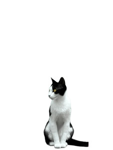 Chaotic Cat V10 Vinyl Car Decal Sticker – Waterproof & UV-Resistant 8"
