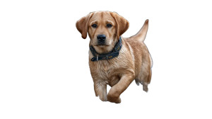 Joyful Labrador Leaping Vinyl Car Decal Sticker – Waterproof & UV-Resistant 8" Joyful Labrador Leaping Vinyl Car Decal Sticker – Waterproof & UV-Resistant 8"