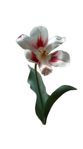 Natural Tulip Flower Vinyl Car Decal Sticker – Waterproof & UV-Resistant 8" Natural Tulip Flower Vinyl Car Decal Sticker – Waterproof & UV-Resistant 8"