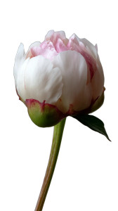 Peony Flower Bud Vinyl Car Decal Sticker – Waterproof & UV-Resistant 8" Peony Flower Bud Vinyl Car Decal Sticker – Waterproof & UV-Resistant 8"