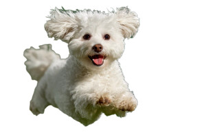 Happy Bichon Frise Vinyl Car Decal Sticker – Waterproof & UV-Resistant 8"